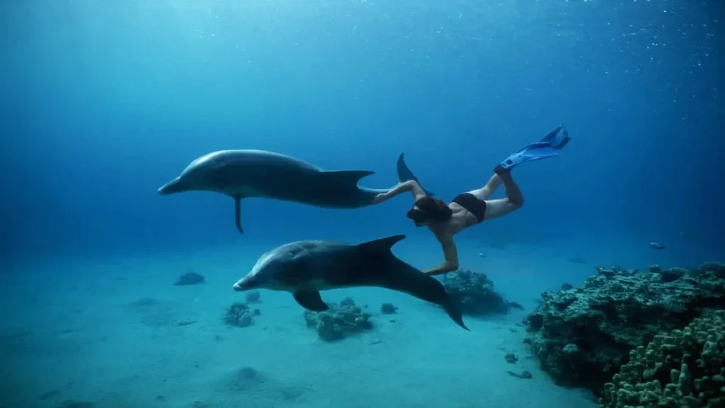 Dolphins are wild animals,